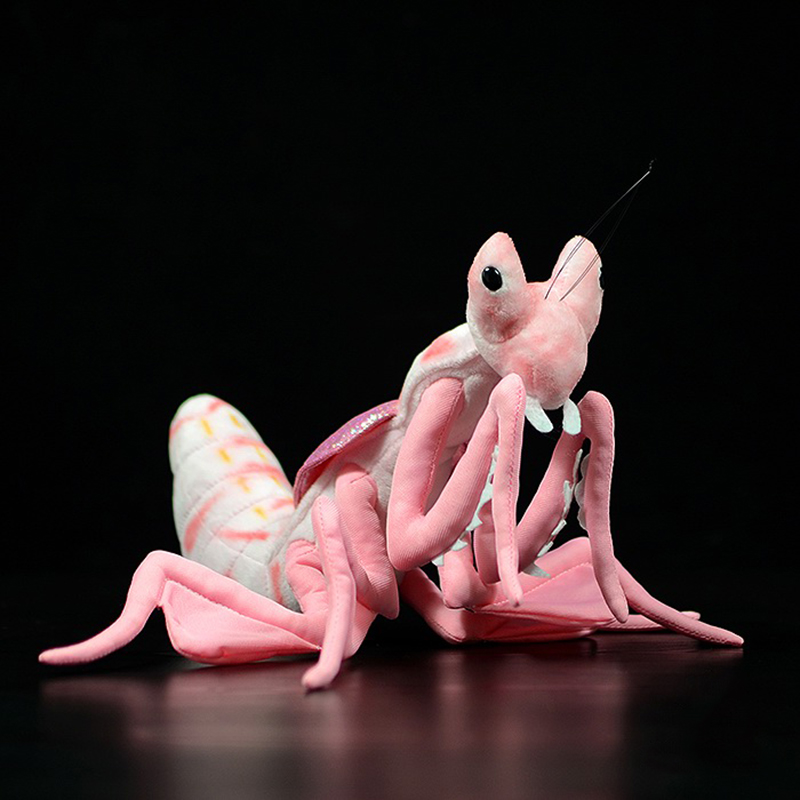Biomimetic Mantis Study Model